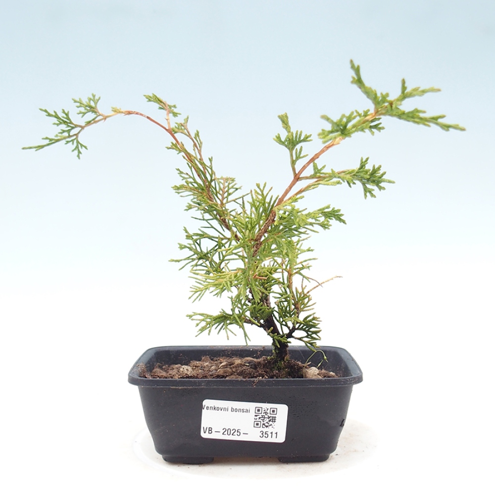 Venkovní bonsai - Juniperus chinensis Itoigawa -Jalovec čínský