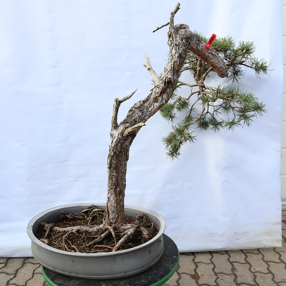 Pinus sylvestris Španělsko - borovice lesní