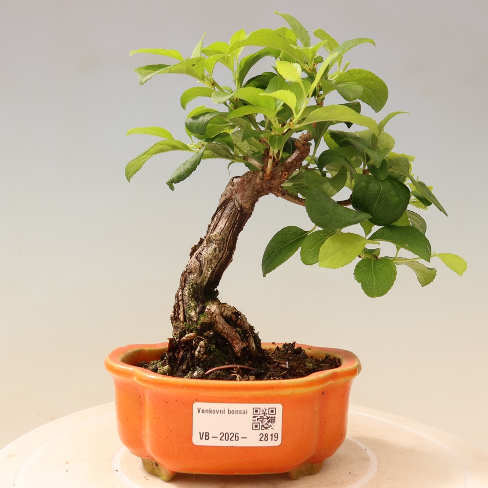 Venkovní bonsai - Celastrus  orbiculatus - Jesenec okrouhlolistý