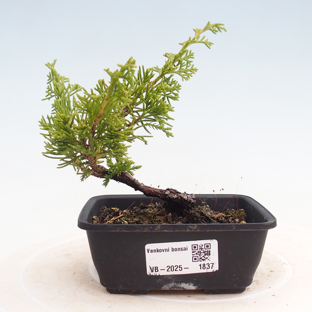 Venkovní bonsai - Juniperus chinensis Itoigawa -Jalovec čínský