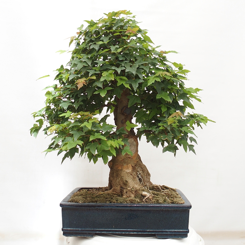 Venkovní bonsai - Acer Buergerianum - Javor Burgerův