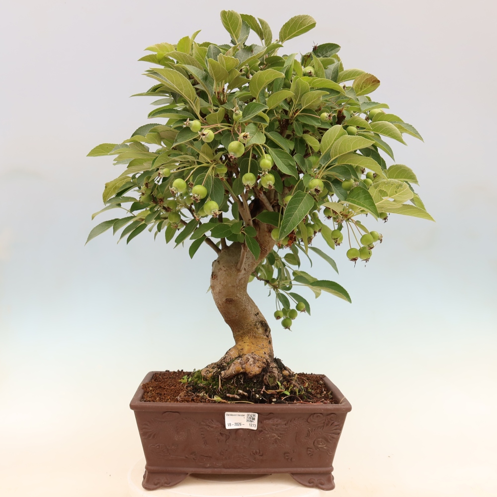 Venkovní bonsai -Malus halliana - Maloplodá jabloň