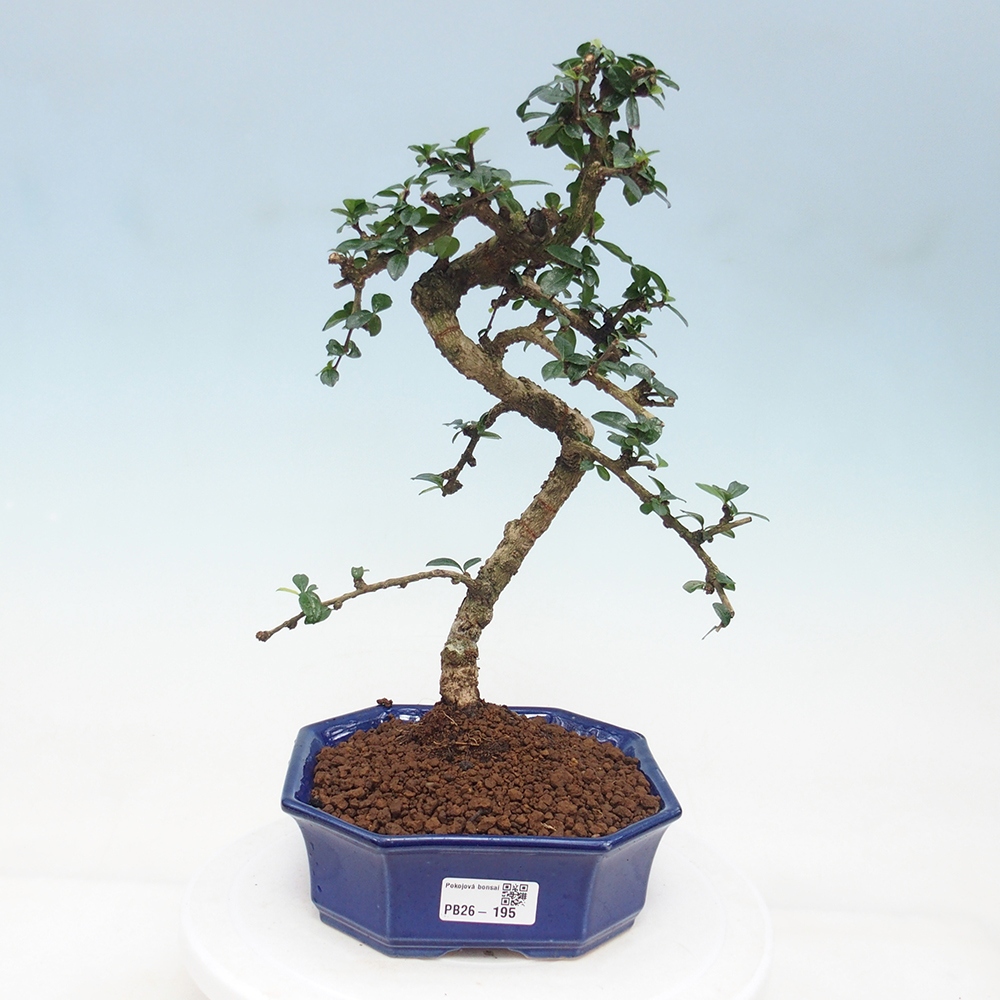 Pokojová bonsai - Carmona macrophylla - Čaj fuki