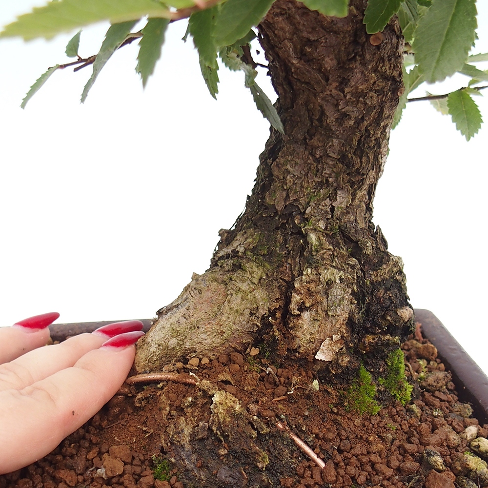 Venkovní bonsai - Zelkova - Zelkova serrata