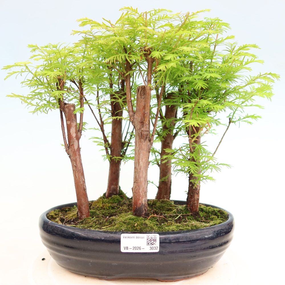 Venkovní bonsai - Metasequoia glyptostroboides - Metasekvoje čínská - lesík