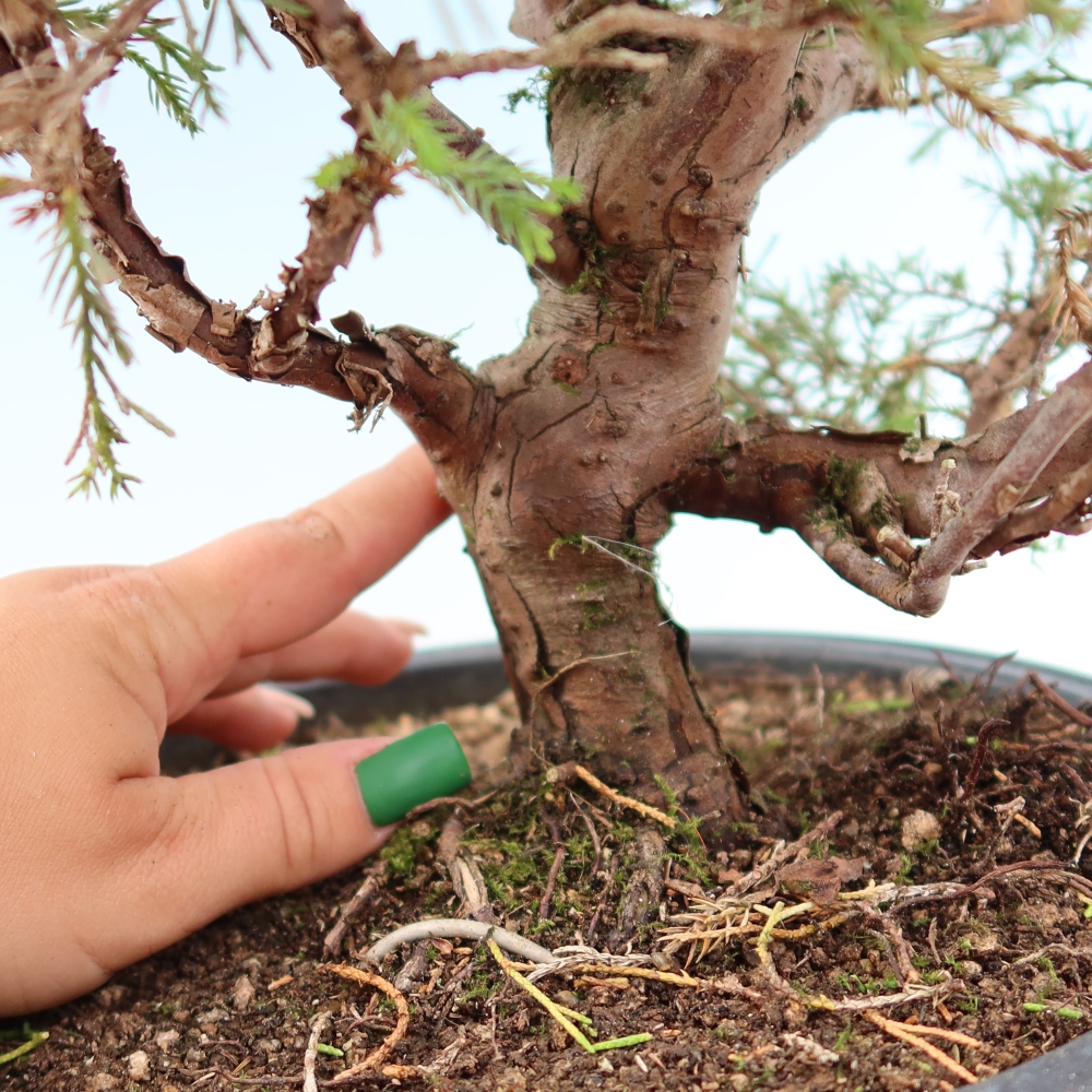 Venkovní bonsai - Juniperus chinensis Itoigawa-Jalovec čínský