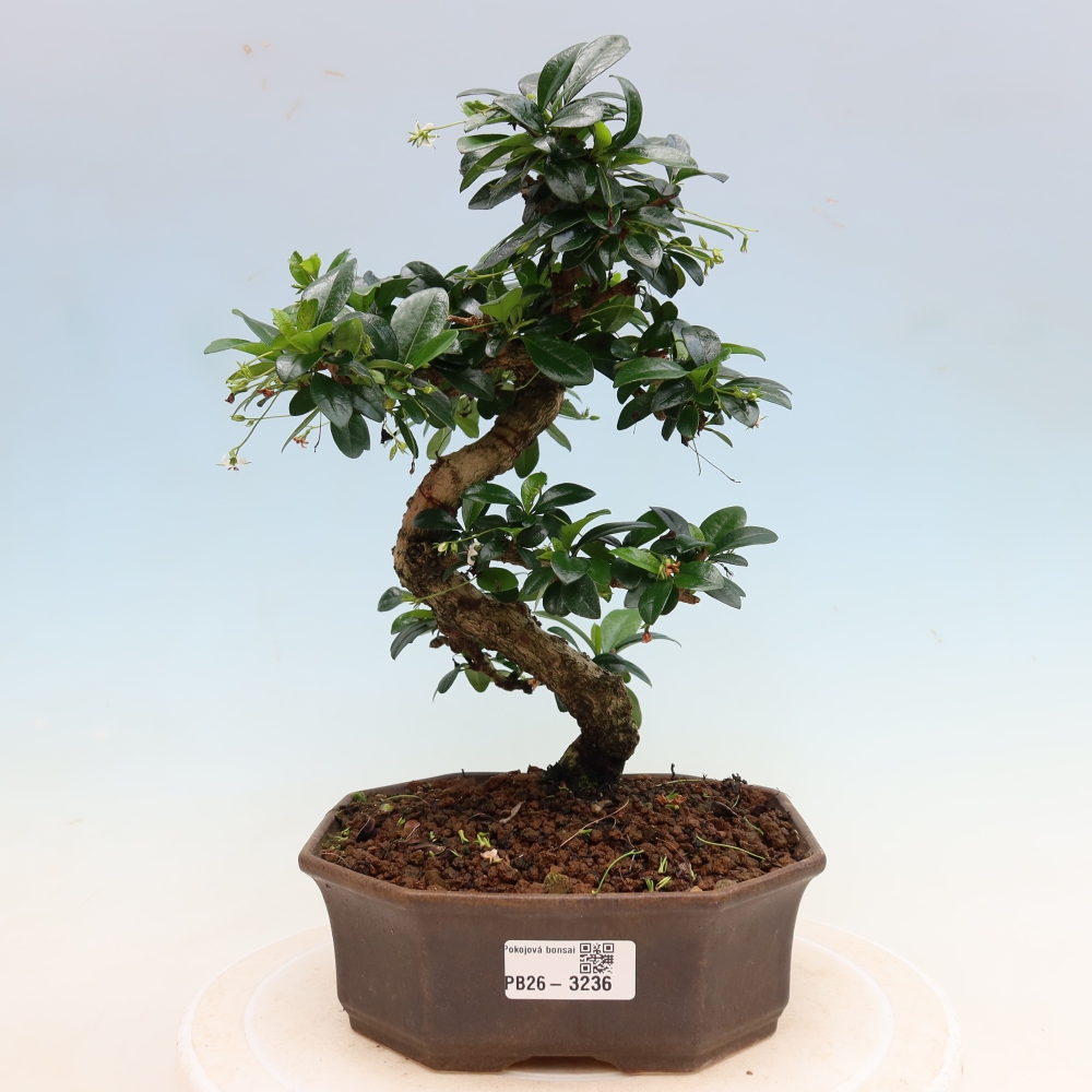 Pokojová bonsai - Carmona macrophylla - Čaj fuki