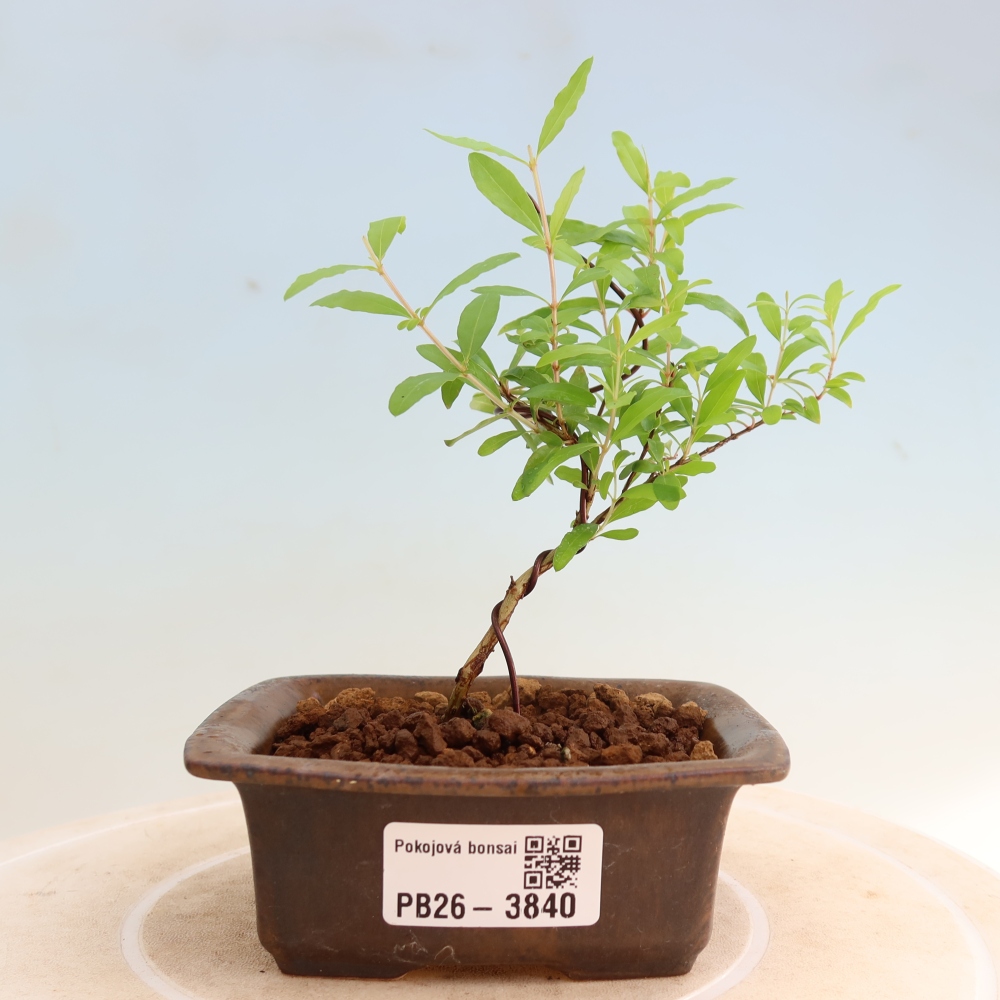 Pokojová bonsai-PUNICA granatum nana-Granátové jablko