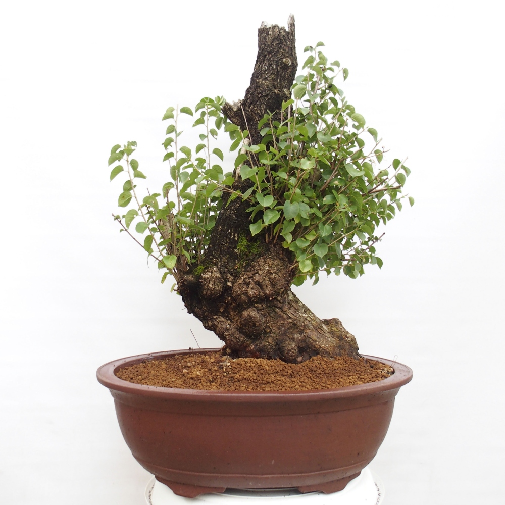 Venkovní bonsai - Mahalebka - Prunus mahaleb