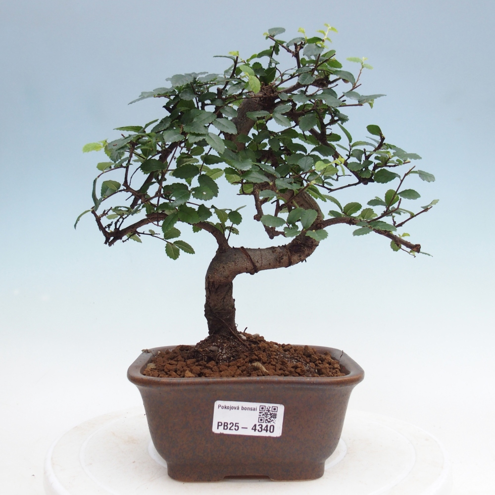 Pokojová bonsai - Ulmus parvifolia - Malolistý jilm