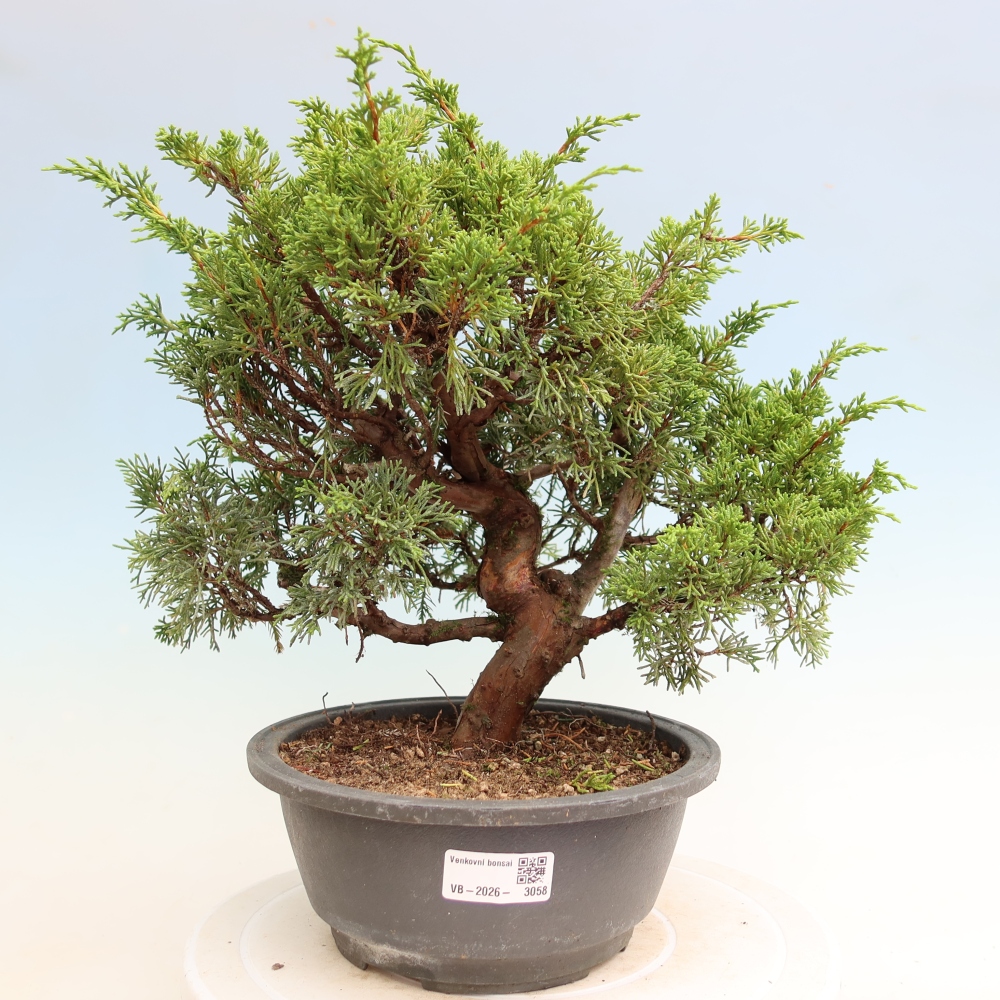 Venkovní bonsai - Juniperus chinensis Itoigawa-Jalovec čínský