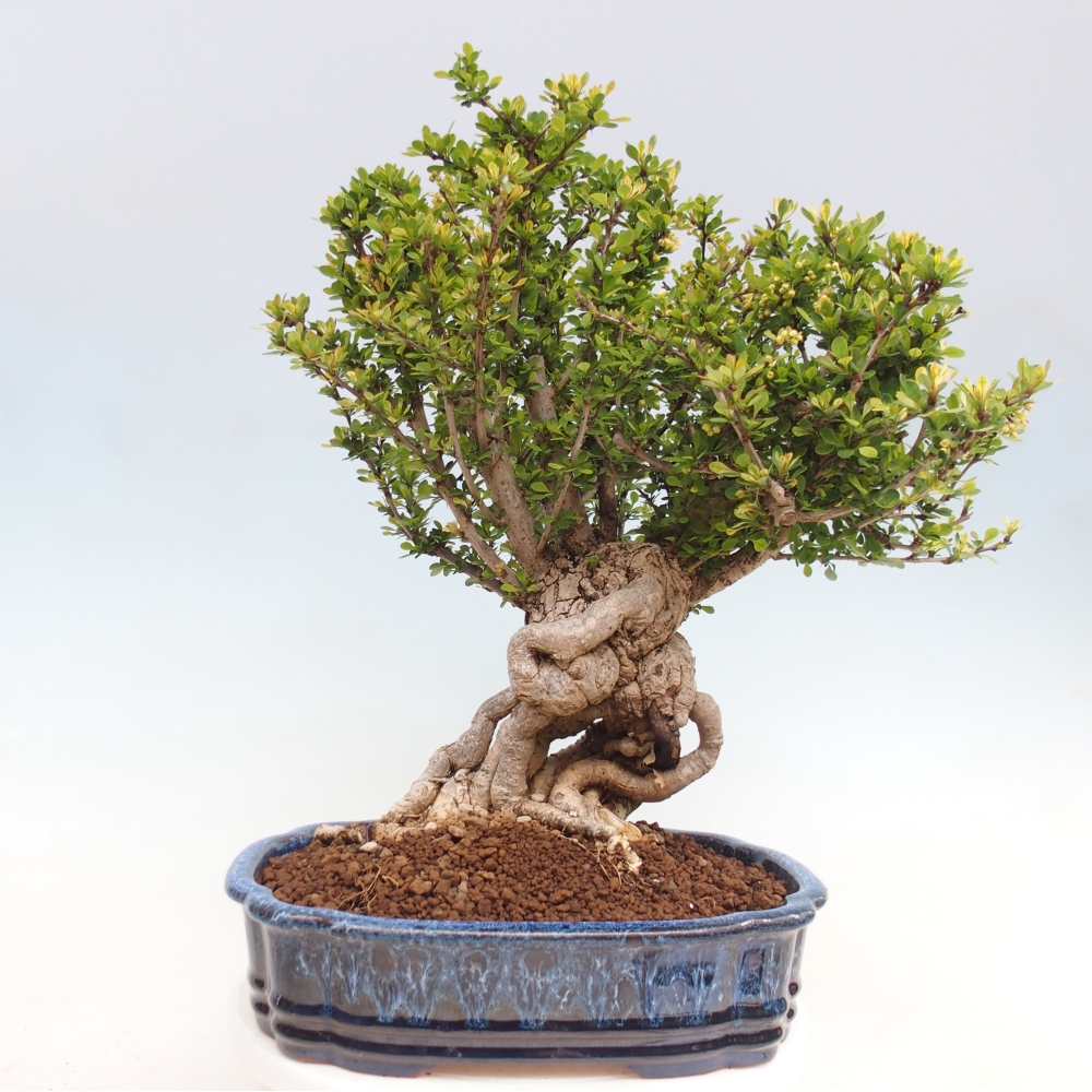 Venkovní bonsai - Berberis coreana - Dřištál korejský