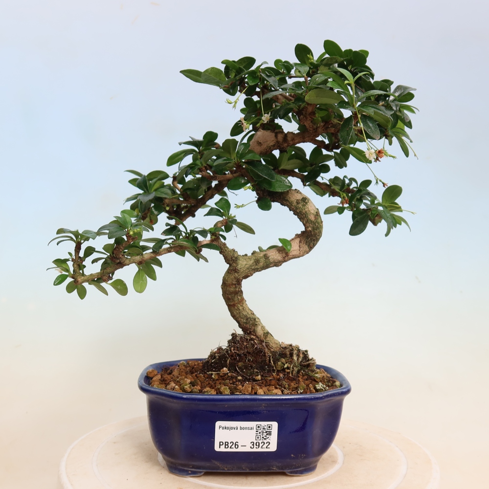 Pokojová bonsai - Carmona macrophylla - Čaj fuki