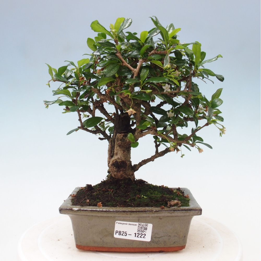 Pokojová bonsai - Carmona macrophylla - Čaj fuki