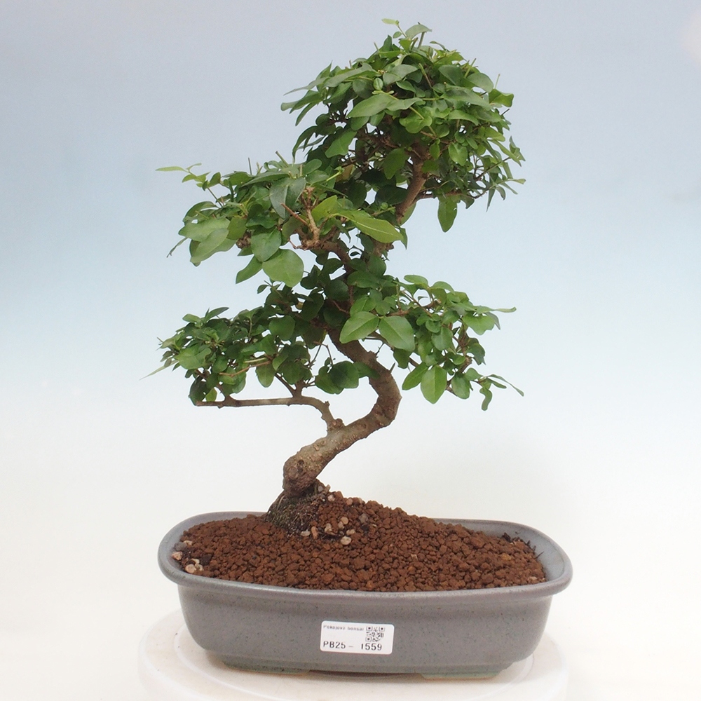 Pokojová bonsai -Ligustrum chinensis - Ptačí zob