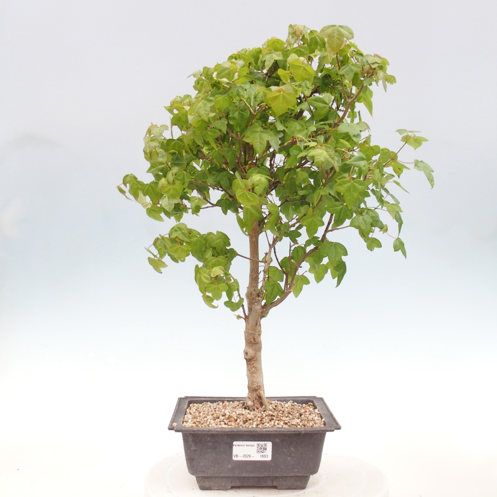Venkovní bonsai - Acer Buergerianum - Javor Burgerův