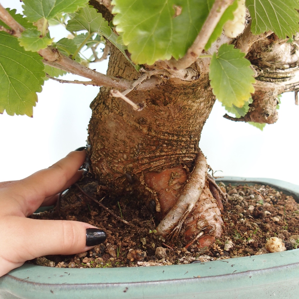 Venkovní bonsai -Morus alba - moruše