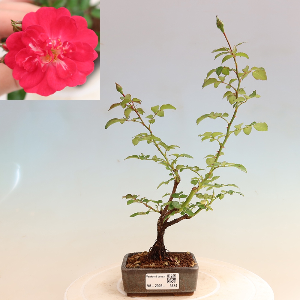 Venkovní bonsai - Rosa Kordes -  růže