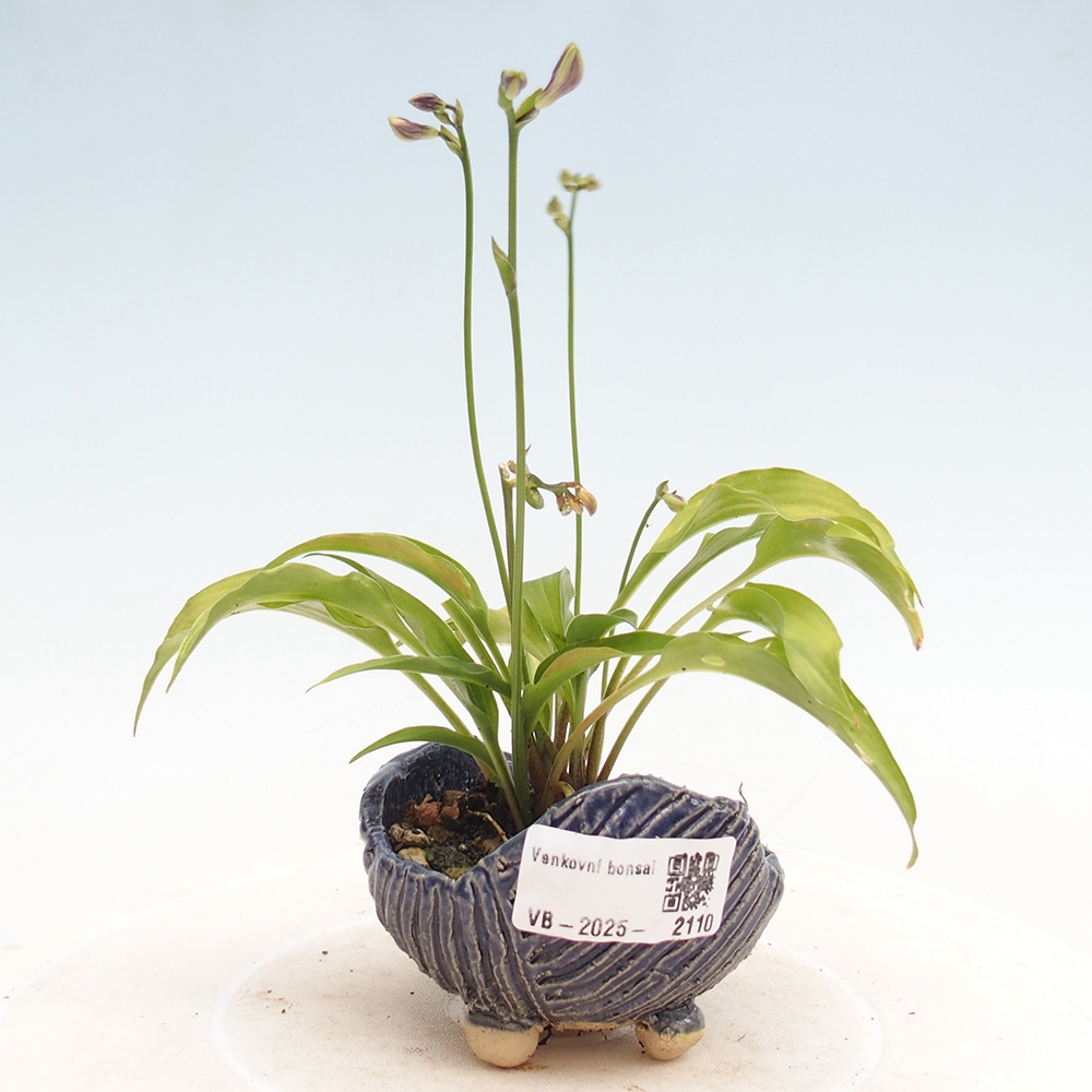 Venkovní bonsai - Mini Hosta - Bohyška