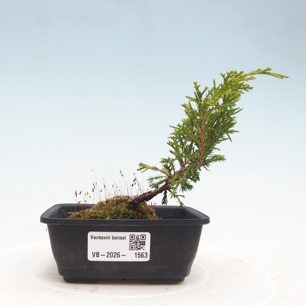 Venkovní bonsai - Juniperus chinensis Itoigawa -Jalovec čínský