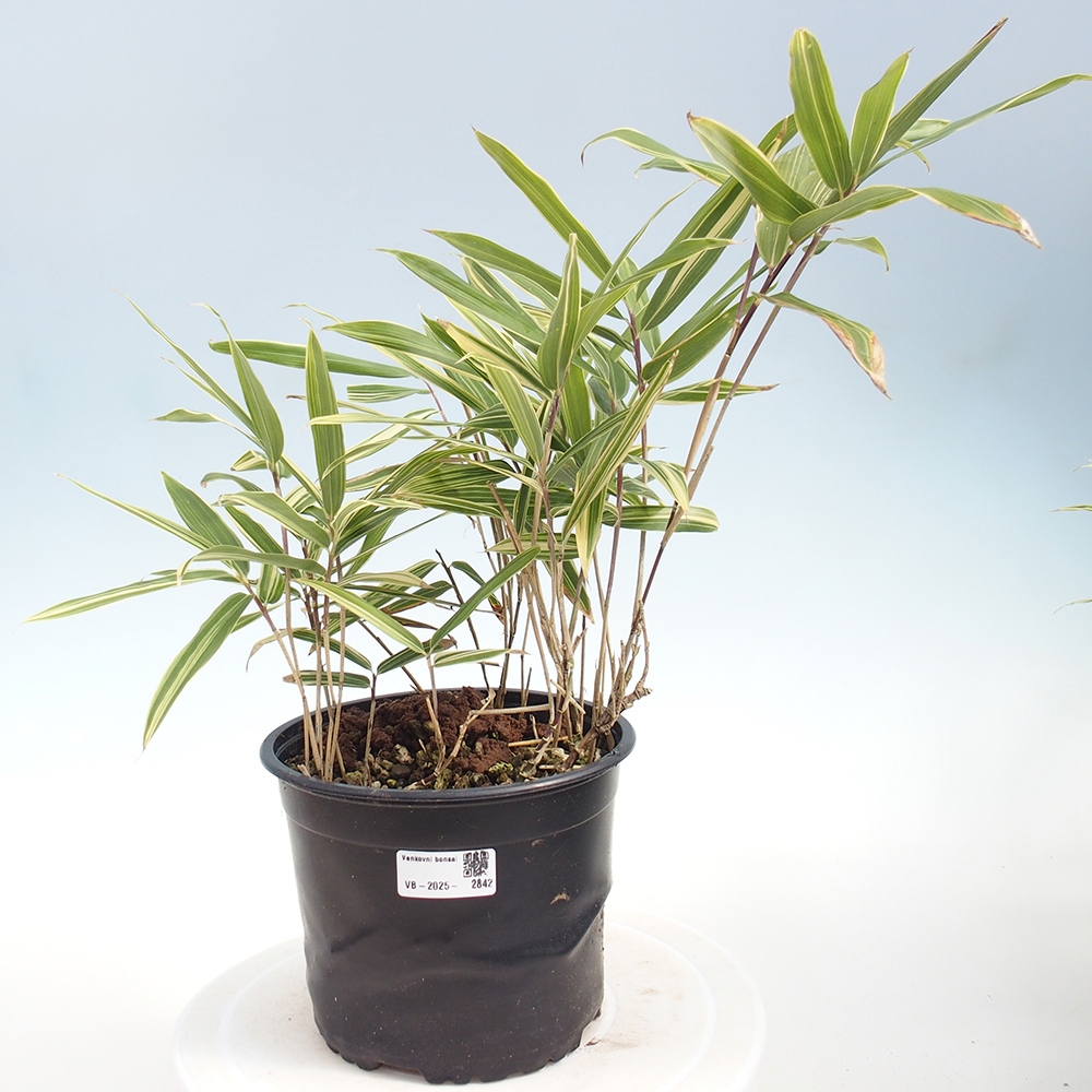 Venkovní bonsai - Sasaella masamuneana Albostriata - Bambus panašovaný