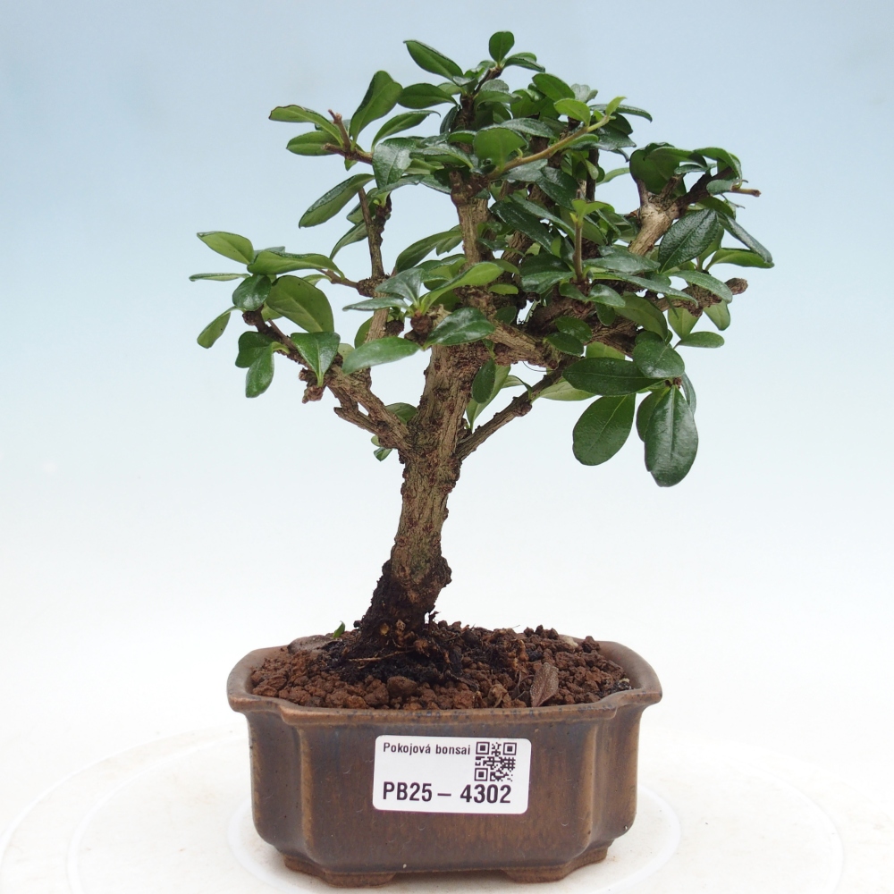 Pokojová bonsai - Carmona macrophylla - Čaj fuki