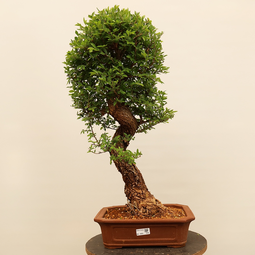 Venkovní bonsai - Zelkova - Zelkova NIRE