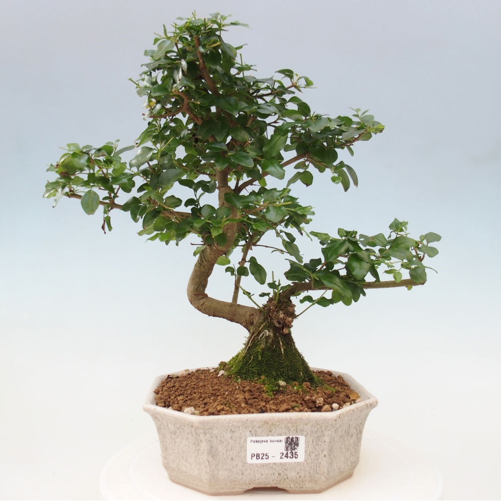Pokojová bonsai -Ligustrum chinensis - Ptačí zob