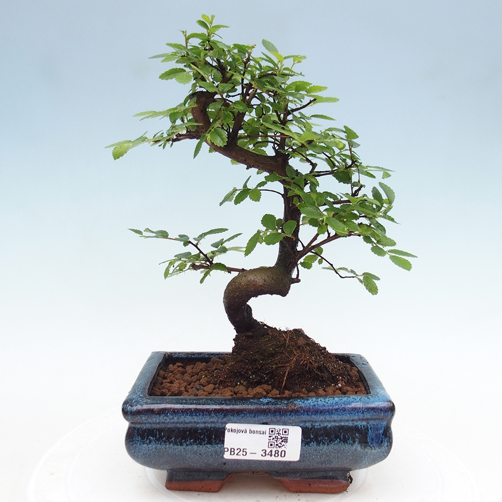 Pokojová bonsai - Ulmus parvifolia - Malolistý jilm