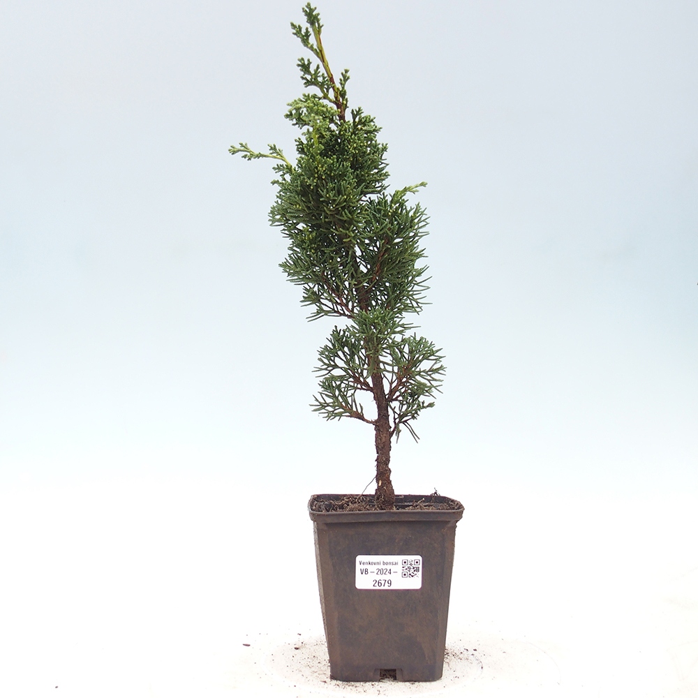 Venkovní bonsai - Juniperus chinensis Kishu -Jalovec čínský