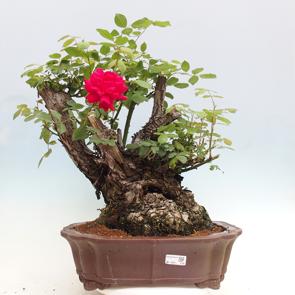 Venkovní bonsai - Rosa Kordes -  růže