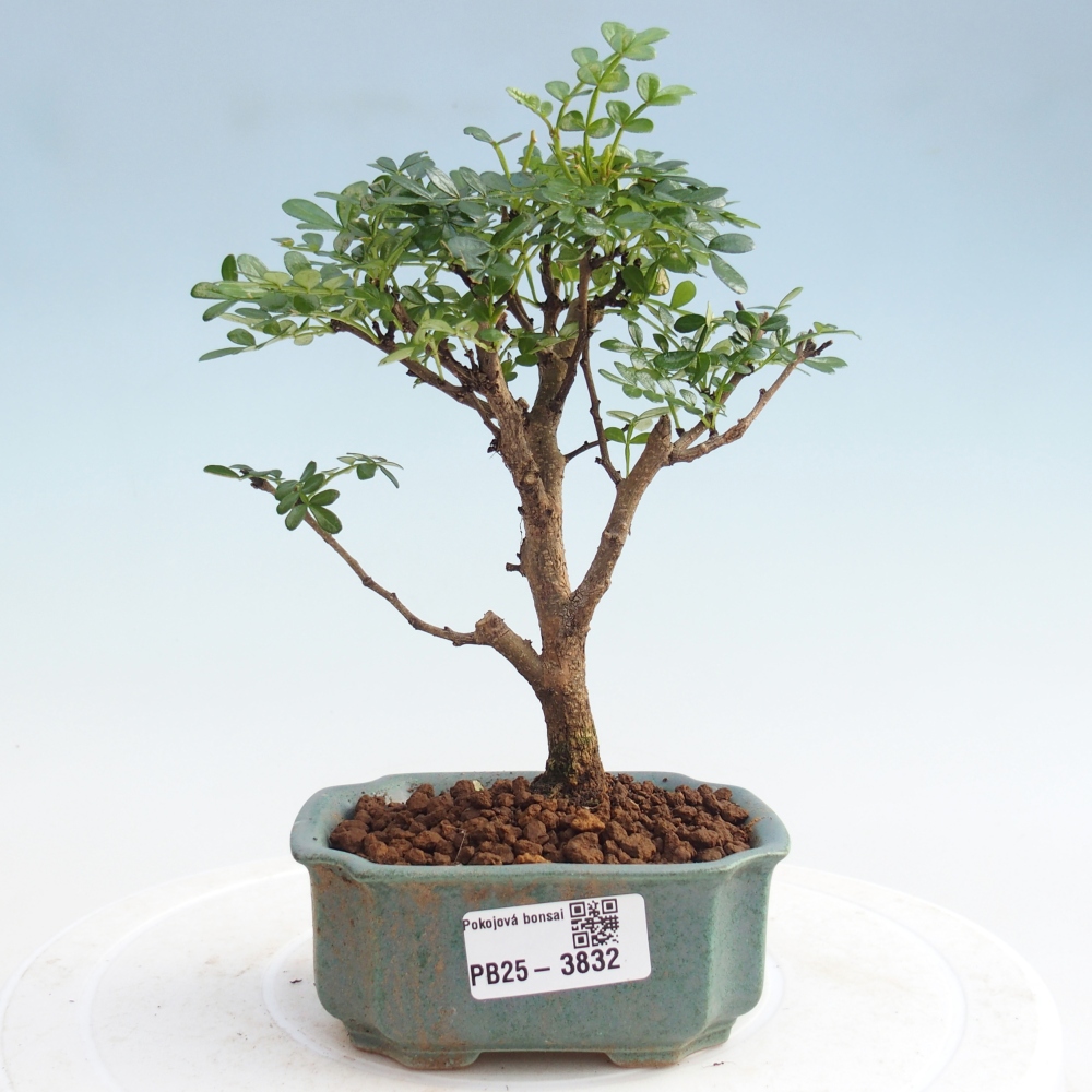Pokojová bonsai - Zantoxylum piperitum - Pepřovník PB220935
