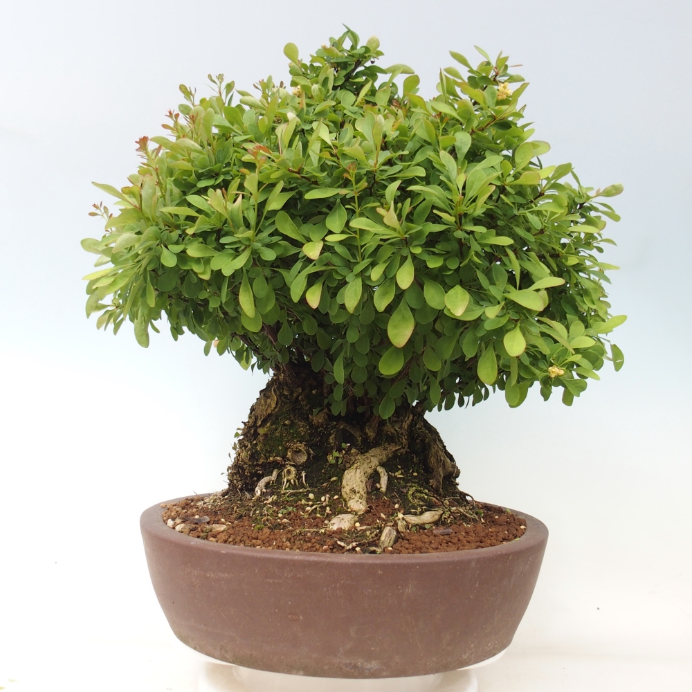 Venkovní bonsai - Dřišťál - Berberis thunbergii atropurpurea