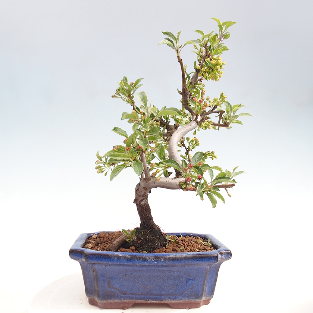 Venkovní bonsai - Malus sargentii -  Maloplodá jabloň