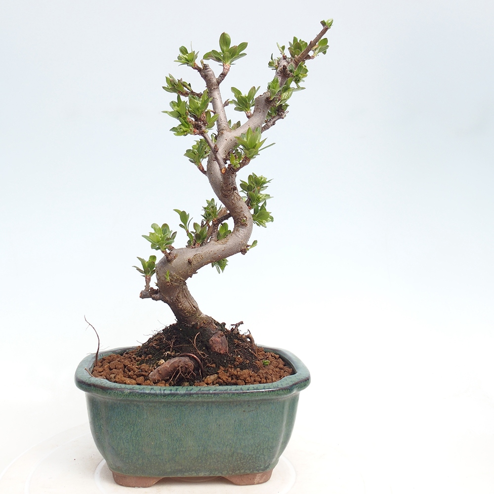 Venkovní bonsai - Malus sargentii -  Maloplodá jabloň