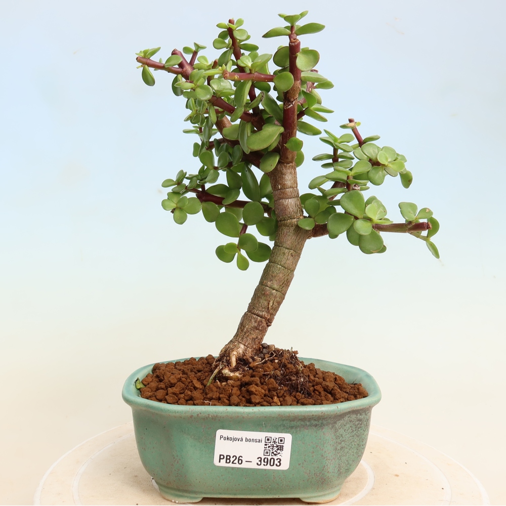Pokojová bonsai - Portulakaria Afra - Tlustice