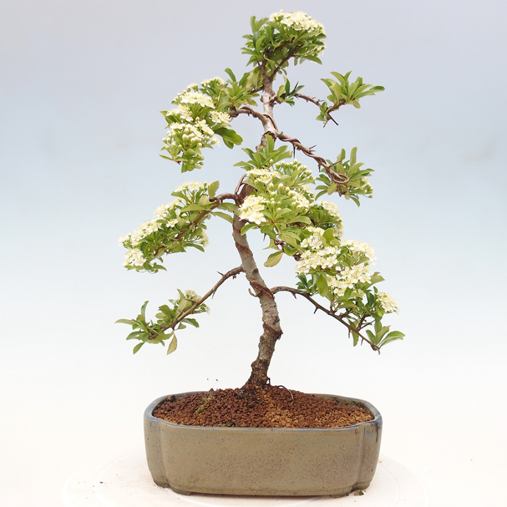 Venkovní bonsai-Pyracanta Teton -Hlohyně