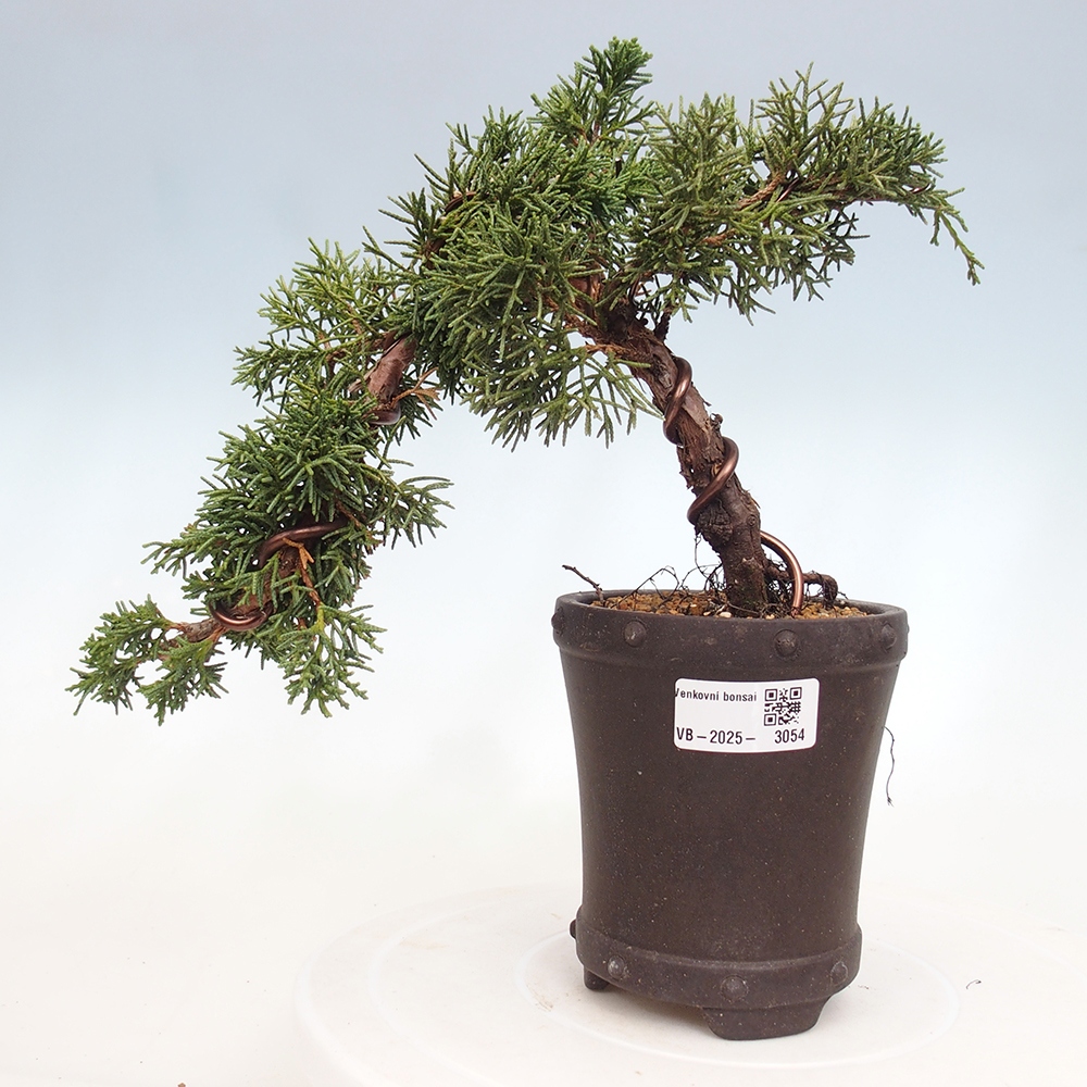 Venkovní bonsai - Juniperus chinensis Kishu -Jalovec čínský