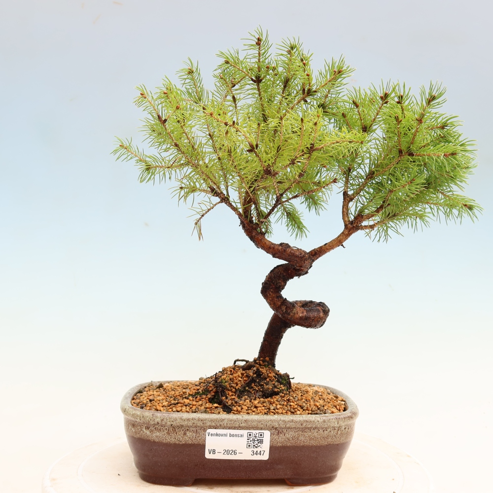 Venkovní bonsai- Smrk sivý - Picea glauca globe