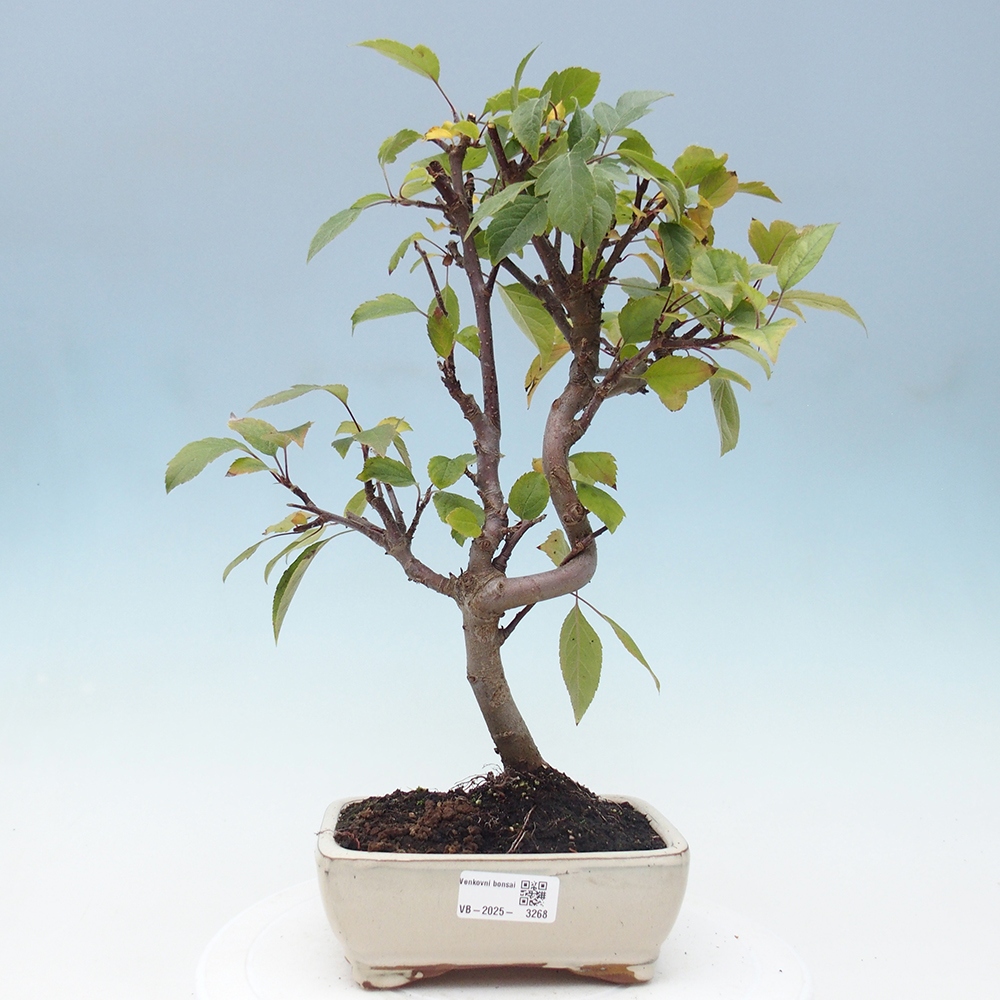 Venkovní bonsai -Malus halliana - Maloplodá jabloň