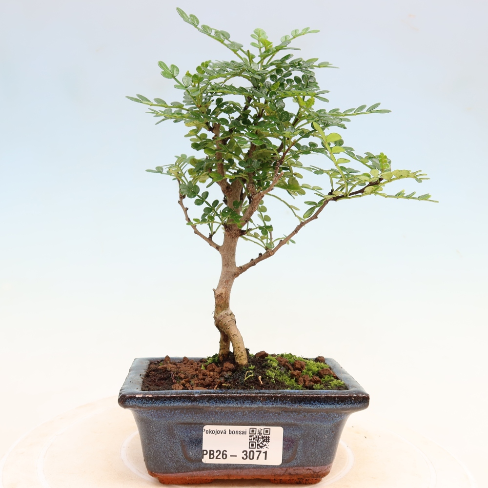 Pokojová bonsai - Zantoxylum piperitum - pepřovník