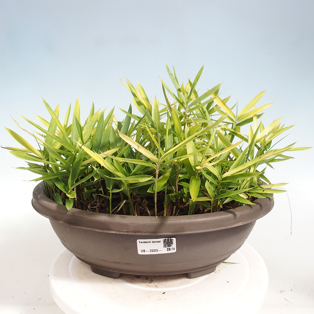 Venkovní bonsai - Pleioblastus argenteostriatus f.pumilus - Bambus zakrslý 