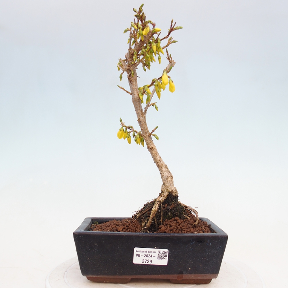 Venkovní bonsai - Zlatice - Forsythia intermedia 