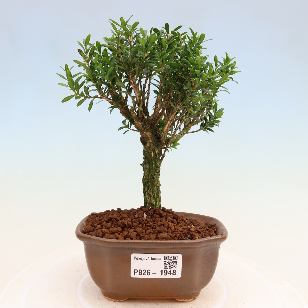 Pokojová bonsai - Buxus harlandii -korkový buxus