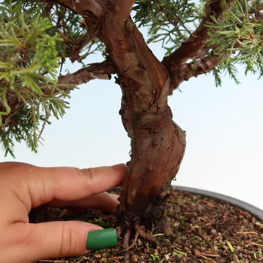Venkovní bonsai - Juniperus chinensis Itoigawa-Jalovec čínský