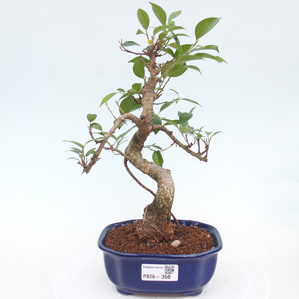 Pokojová bonsai - Ficus retusa -  malolistý fíkus