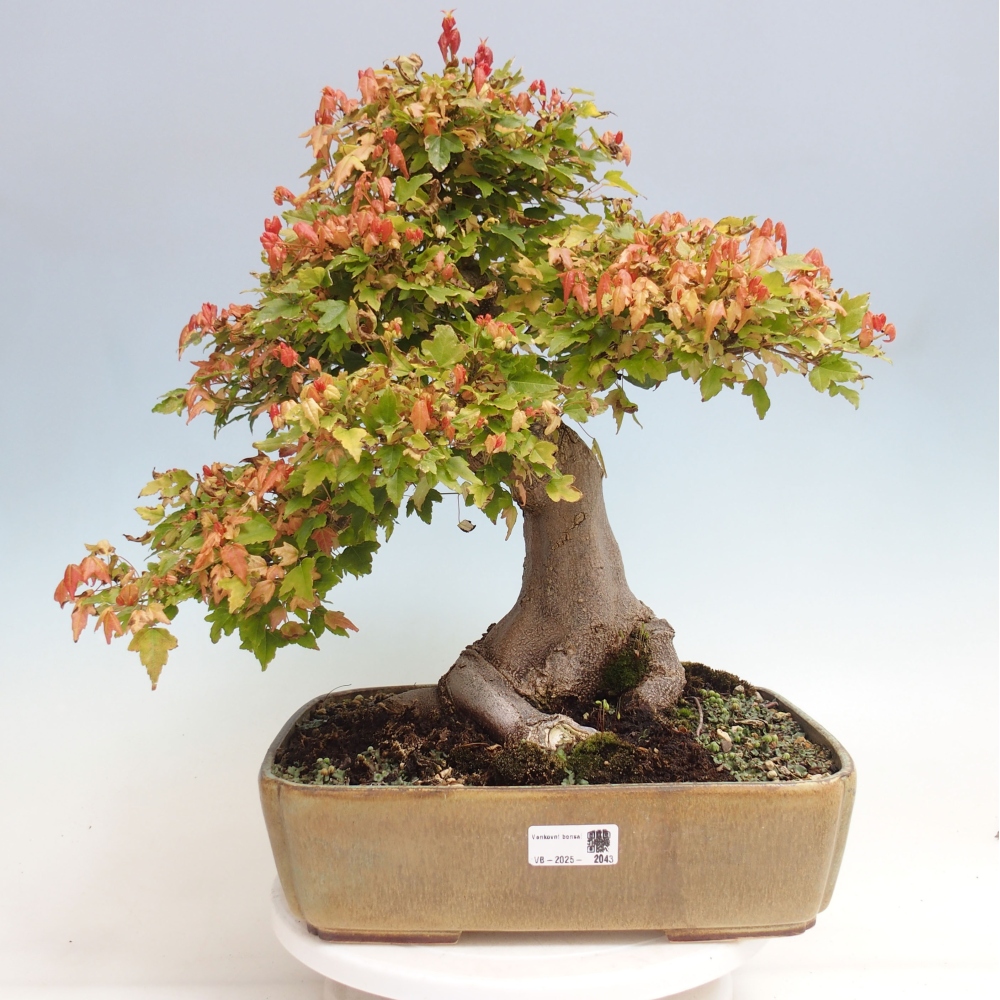 Venkovní bonsai - Acer Buergerianum - Javor Burgerův