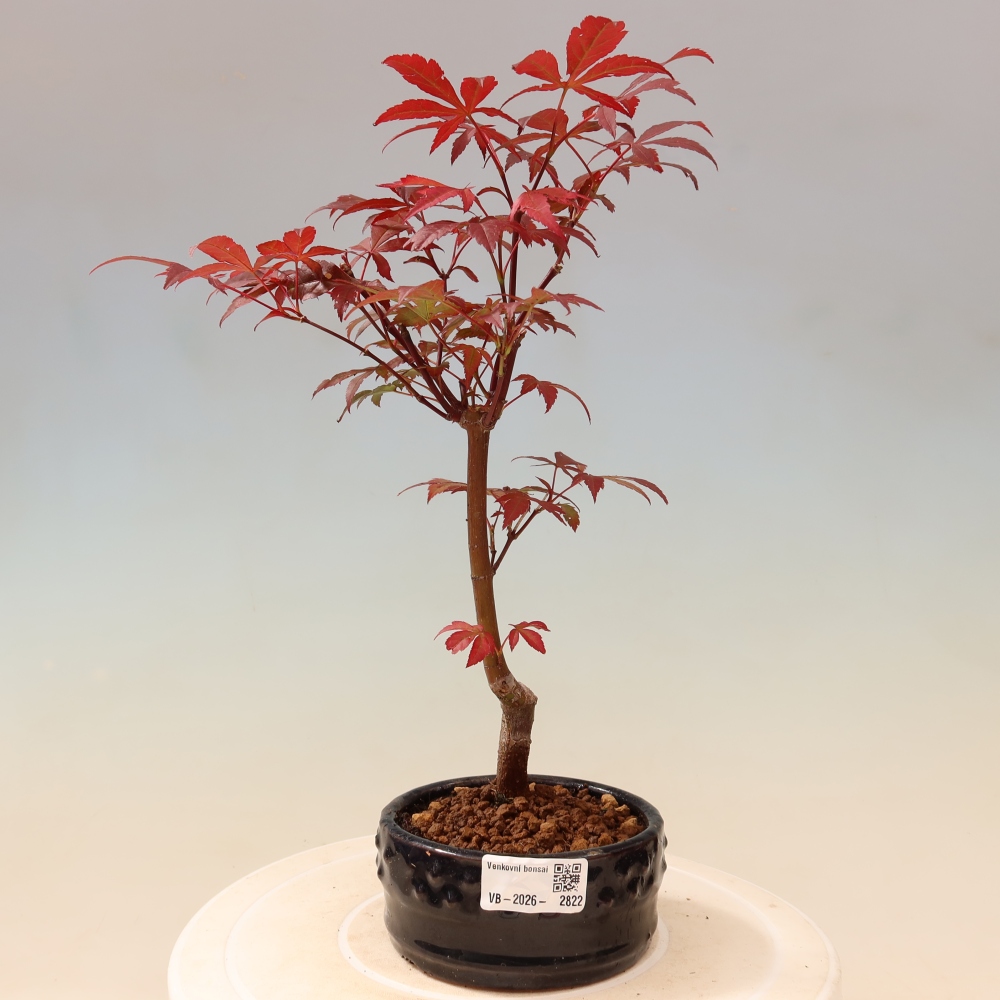 Venkovní bonsai - Acer palm. Atropurpureum-Javor dlanitolistý