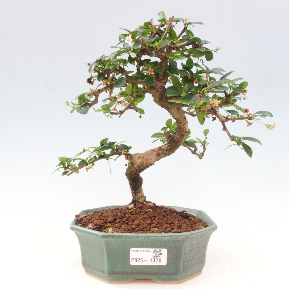Pokojová bonsai - Carmona macrophylla - Čaj fuki