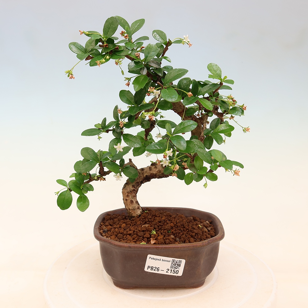 Pokojová bonsai - Carmona macrophylla - Čaj fuki